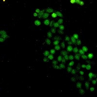 MYC Antibody in Immunocytochemistry (ICC/IF)