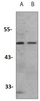 CASP9 Antibody in Western Blot (WB)