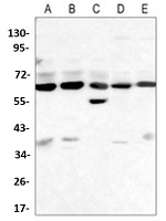 BECN1 Antibody in Western Blot (WB)