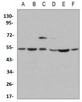 MAPK8 Antibody in Western Blot (WB)