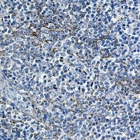 CYCS Antibody in Immunohistochemistry (Paraffin) (IHC (P))
