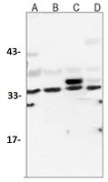 LDHA Antibody in Western Blot (WB)