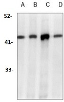 Phospho-EIF2S1 (Ser51) Antibody in Western Blot (WB)