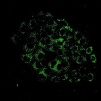 ACOX1 Antibody in Immunocytochemistry (ICC/IF)