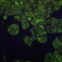 ADSS2 Antibody in Immunocytochemistry (ICC/IF)