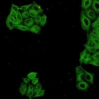 TUBA4A Antibody in Immunocytochemistry (ICC/IF)