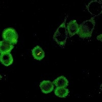 ATG5 Antibody in Immunocytochemistry (ICC/IF)