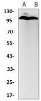 EIF2C2 Antibody in Western Blot (WB)