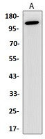 ASK1 Antibody in Western Blot (WB)