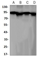 AXIN2 Antibody in Western Blot (WB)