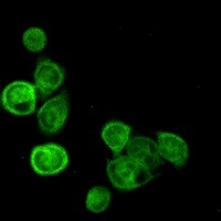 BAG6 Antibody in Immunocytochemistry (ICC/IF)