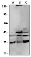 CASP4 Antibody in Western Blot (WB)