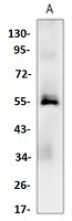 Casp8 Antibody in Western Blot (WB)