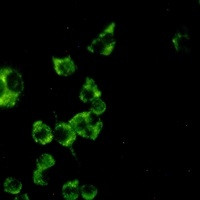 Ctsb Antibody in Immunocytochemistry (ICC/IF)