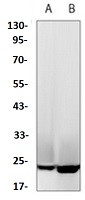 CDC42 Antibody in Western Blot (WB)