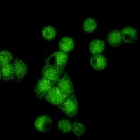 CCNE2 Antibody in Immunocytochemistry (ICC/IF)