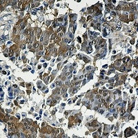 EIF4EBP1 Antibody in Immunohistochemistry (Paraffin) (IHC (P))