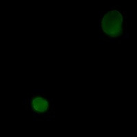 FAS Antibody in Immunocytochemistry (ICC/IF)