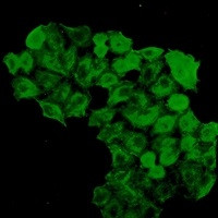 FKBP4 Antibody in Immunocytochemistry (ICC/IF)