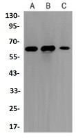 FOXO4 Antibody in Western Blot (WB)