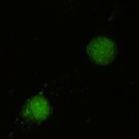FUBP1 Antibody in Immunocytochemistry (ICC/IF)