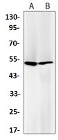 GSR Antibody in Western Blot (WB)