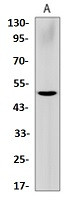 GSDMD Antibody in Western Blot (WB)