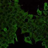 HSPA1A Antibody in Immunocytochemistry (ICC/IF)