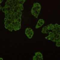 HSP90AA1 Antibody in Immunocytochemistry (ICC/IF)
