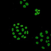 ILF3 Antibody in Immunocytochemistry (ICC/IF)