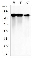 ITGB5 Antibody in Western Blot (WB)