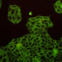 MET Antibody in Immunocytochemistry (ICC/IF)