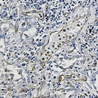 MSN Antibody in Immunohistochemistry (Paraffin) (IHC (P))