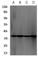 Nek7 Antibody in Western Blot (WB)