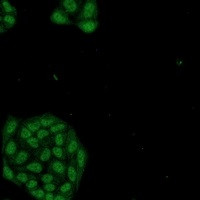 NR1D1 Antibody in Immunocytochemistry (ICC/IF)