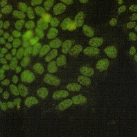 NRF1 Antibody in Immunocytochemistry (ICC/IF)