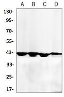 MAPK14 Antibody in Western Blot (WB)