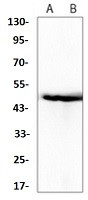 SERPINE1 Antibody in Western Blot (WB)