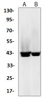 Pcbp2 Antibody in Western Blot (WB)