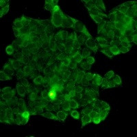 PPP1CB Antibody in Immunocytochemistry (ICC/IF)
