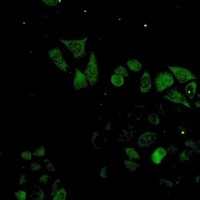 S100A4 Antibody in Immunocytochemistry (ICC/IF)