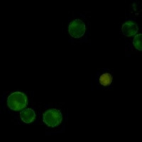 SEMA4D Antibody in Immunocytochemistry (ICC/IF)