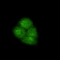 SMAD2 Antibody in Immunocytochemistry (ICC/IF)