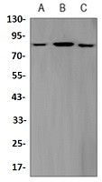 Phospho-STAT3 (Ser727) Antibody in Western Blot (WB)