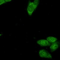 BIRC5 Antibody in Immunocytochemistry (ICC/IF)