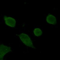 SYP Antibody in Immunocytochemistry (ICC/IF)