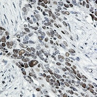 TCF7L2 Antibody in Immunohistochemistry (Paraffin) (IHC (P))