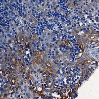 STING1 Antibody in Immunohistochemistry (Paraffin) (IHC (P))