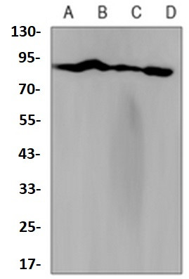 TNS4 Antibody in Western Blot (WB)
