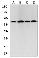 TRAF6 Antibody in Western Blot (WB)